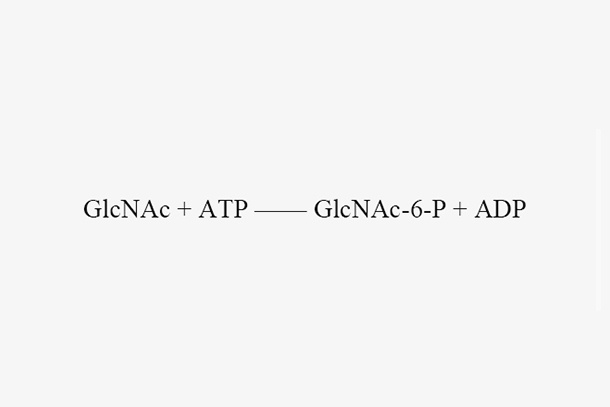 GlcNAc kinase (EcNagK)