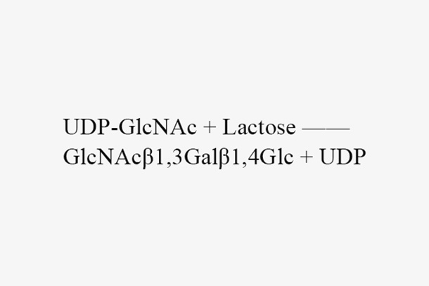 β1, 3-N-acetylglucosaminyltransferase (LgtA)