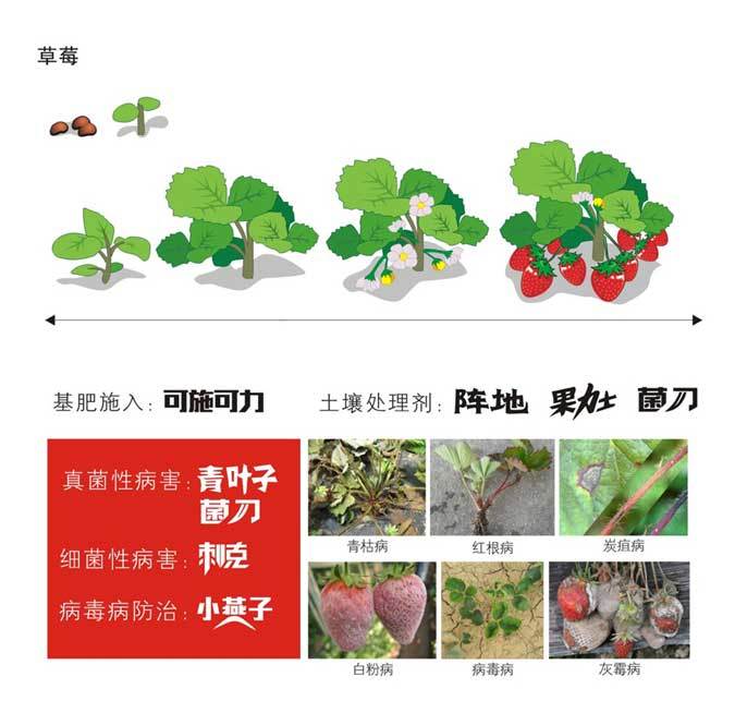 草莓绿色防控方案