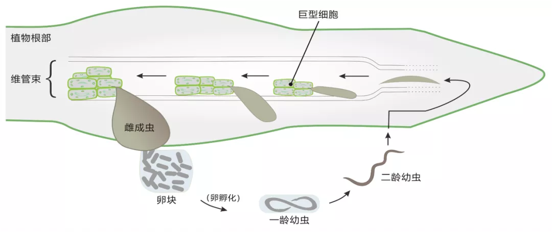 壁垒®|Killing Eggs Is Key Approach To Control Nematodes