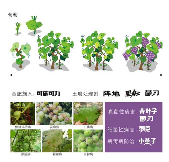 葡萄绿色防控方案