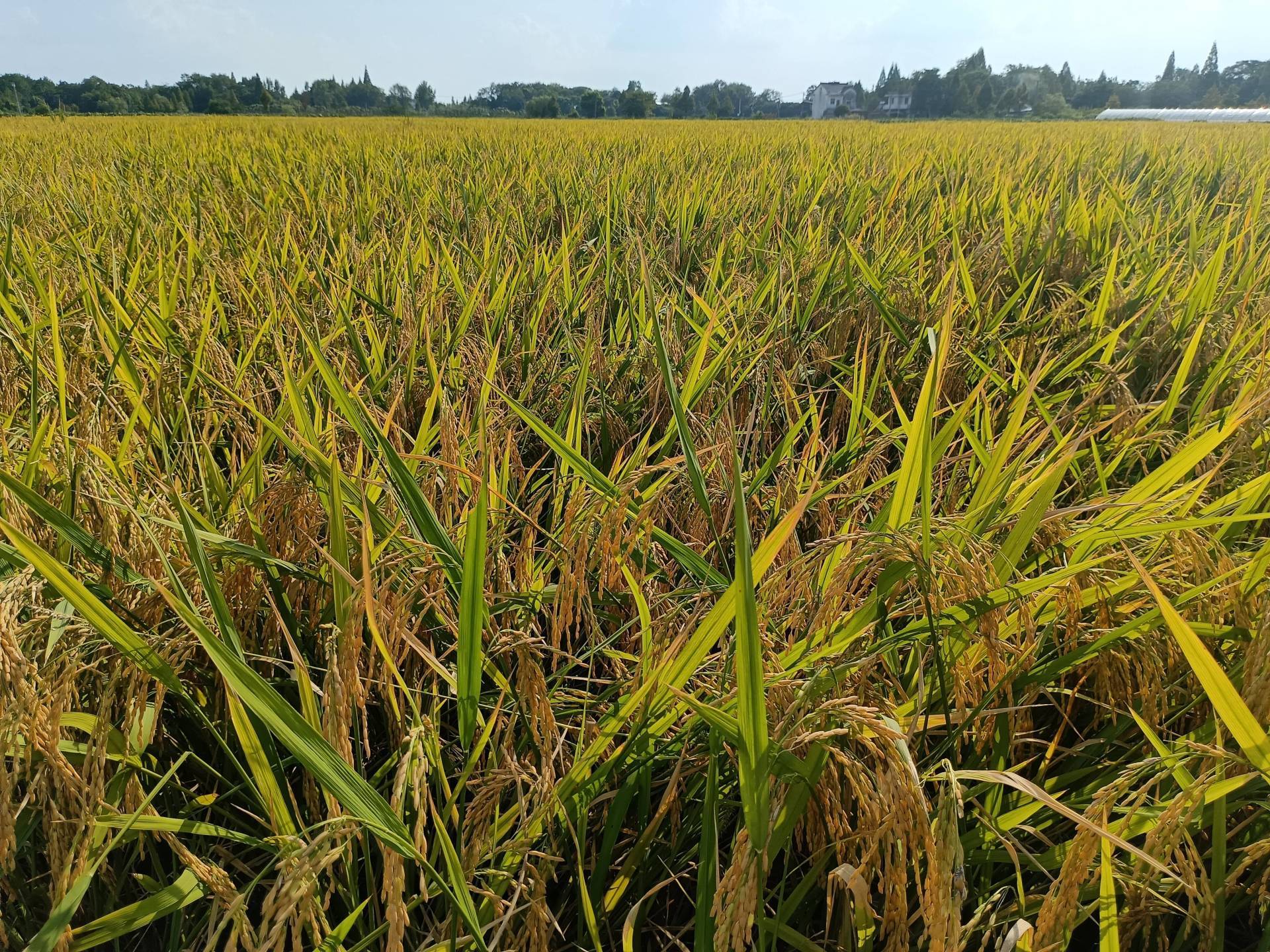 【大江看看】我市水稻有序抛秧再生稻种植示范取得实效