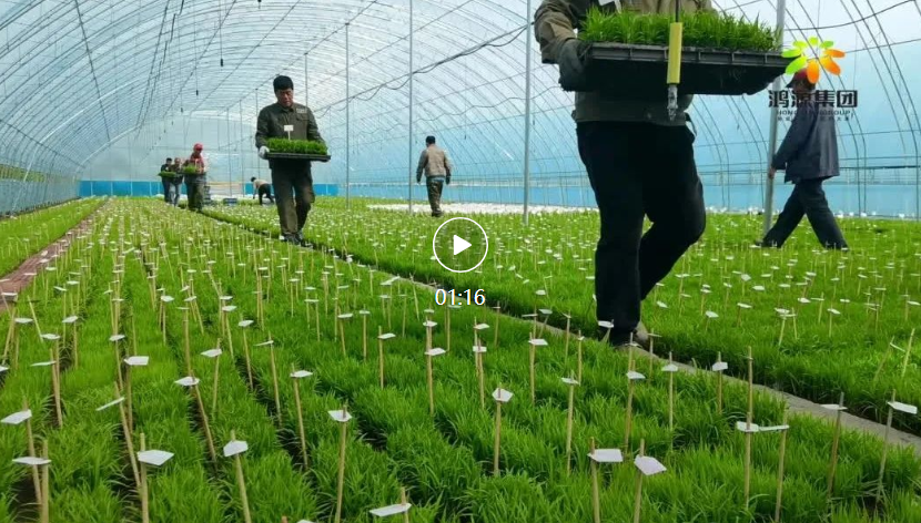 种子是农业的芯片，育种人是种子的芯片