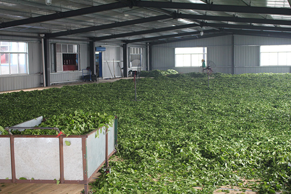 Hunan Xiaoxiang Tea Industry Co., Ltd.