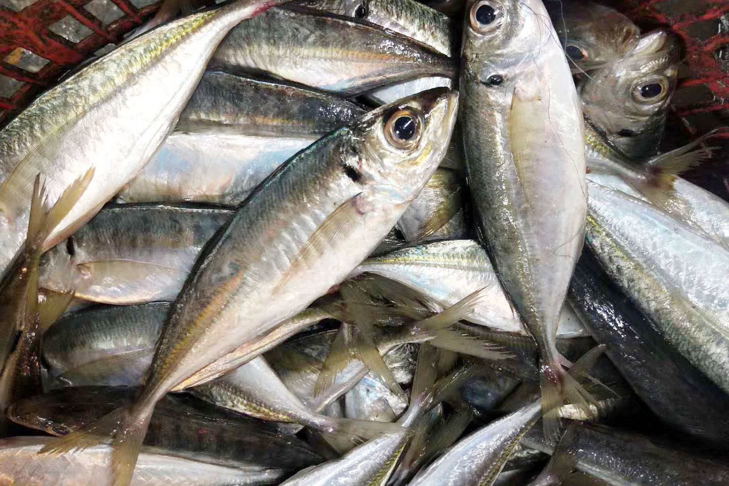 巴郎鱼