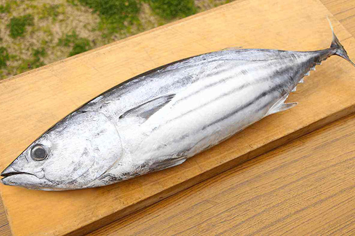 鲣鱼