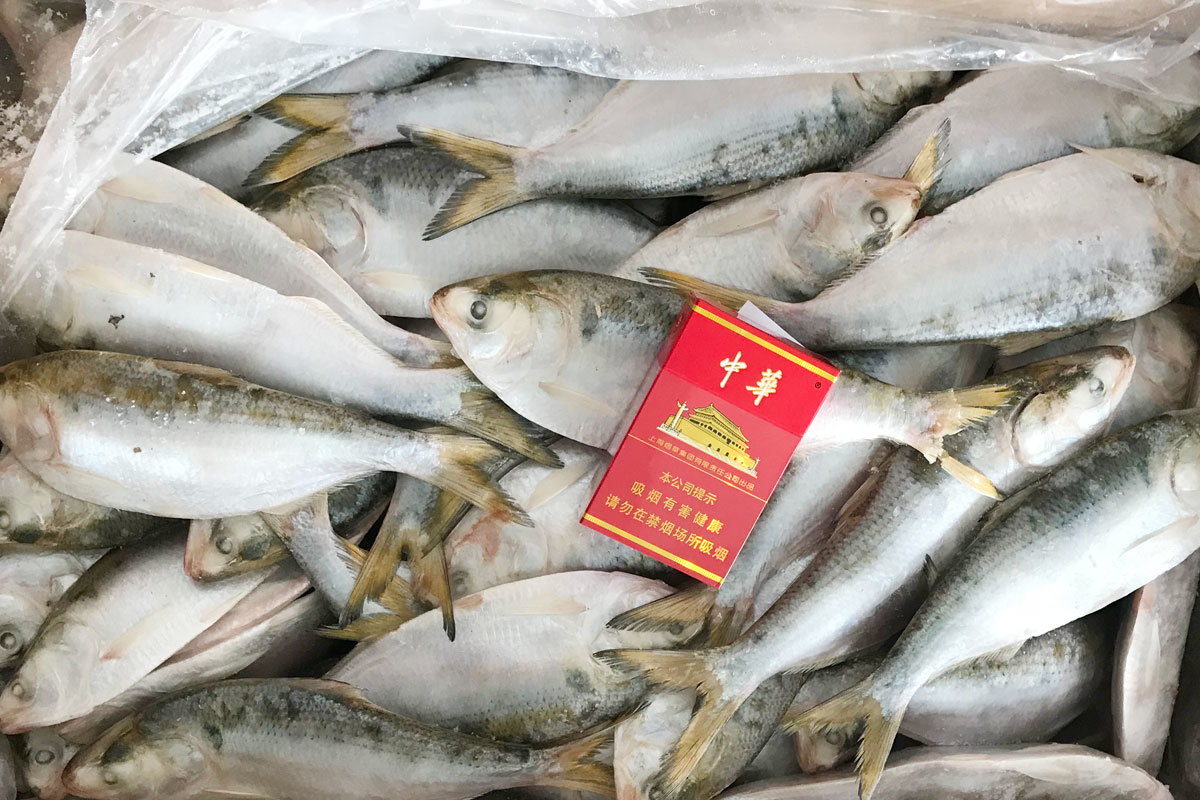 海鲫鱼