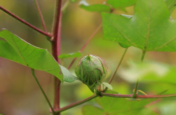 2016年棉花行情走勢 棉花總產量銳減棉花價格有望上漲