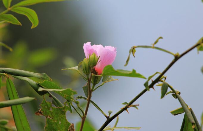 2016年湖南新棉花價格預測：種植面積減少 后期新棉價格看漲