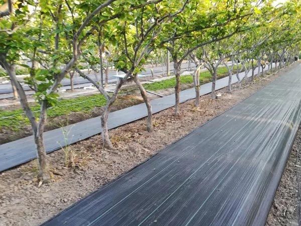 Black anti-aging woven fabric
