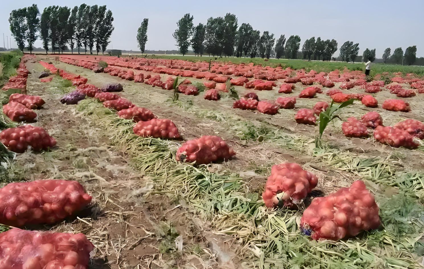 Excellent 2025 Onion Harvest Now Available: High Quality & Competitive Prices