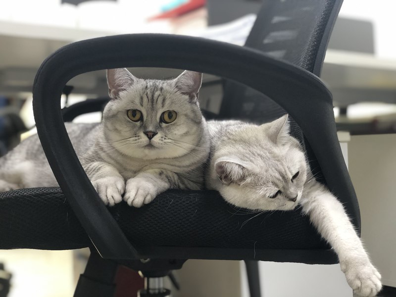 社会责任