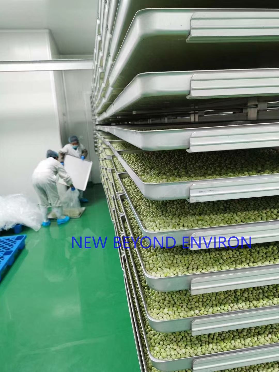 Fruit and vegetable vacuum freeze-drying project
