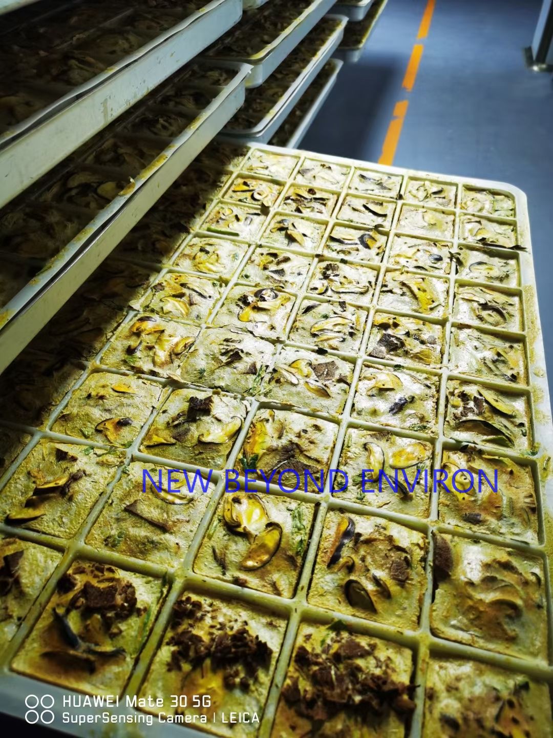 Fruit and vegetable vacuum freeze-drying project