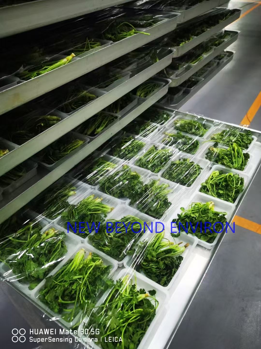 Fruit and vegetable vacuum freeze-drying project