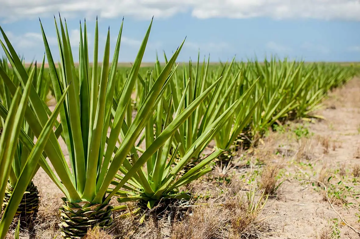 The origin of sisal rope