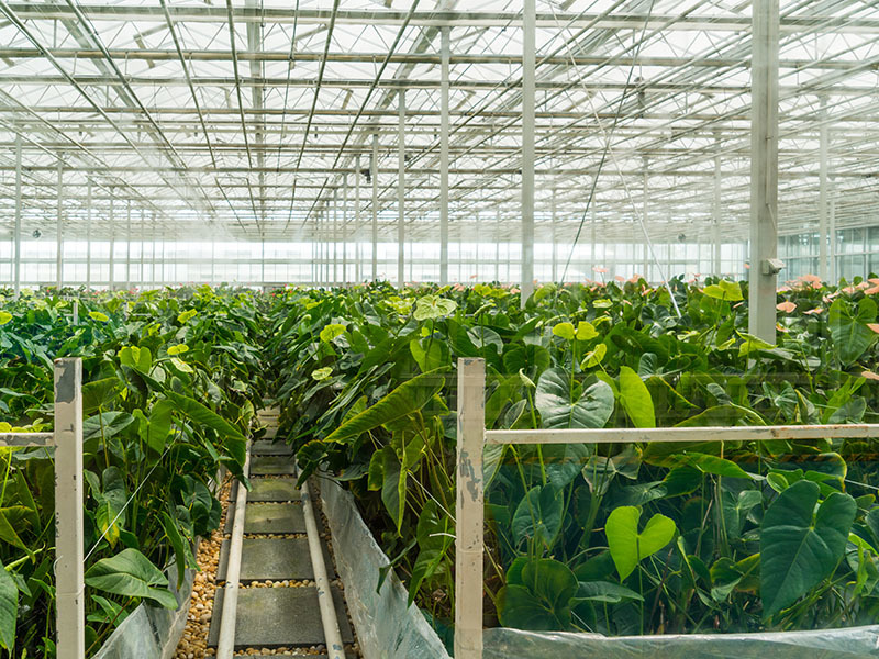 PC sunshine board greenhouse is a common type of greenhouse