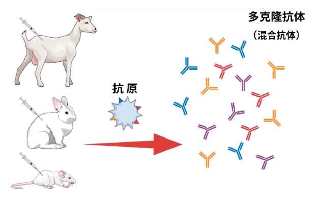 制藥工具|紐龍生物助力抗體研發(fā)（一）