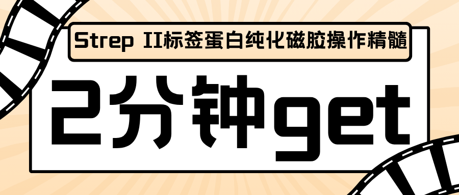 【磁性琼脂糖凝胶微球④】磁胶——2分钟get Strep II标签蛋白纯化磁胶操作精髓