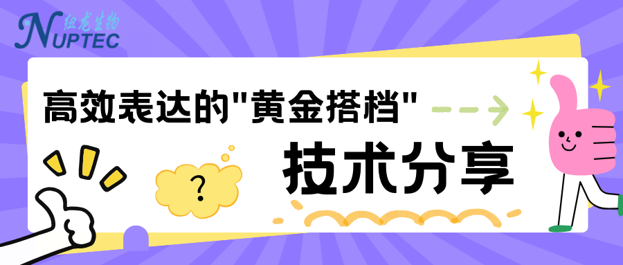 SUMO标签+SUMO酶：高效表达的