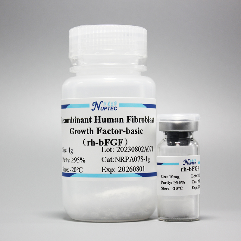 Recombinant Human Basic Fibroblast Growth Factor rh-bFGF