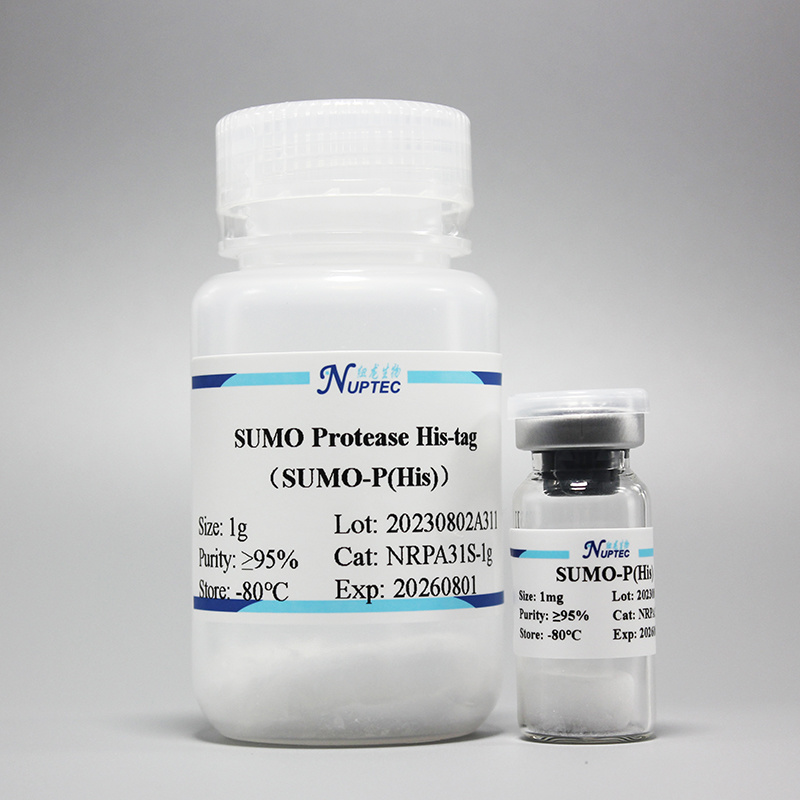 SUMO protease (histidine tag)