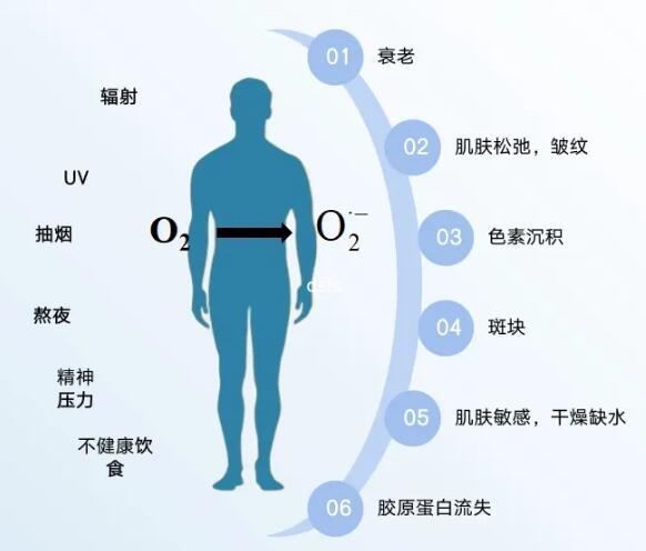 工具酶|SOD——人體垃圾清道夫