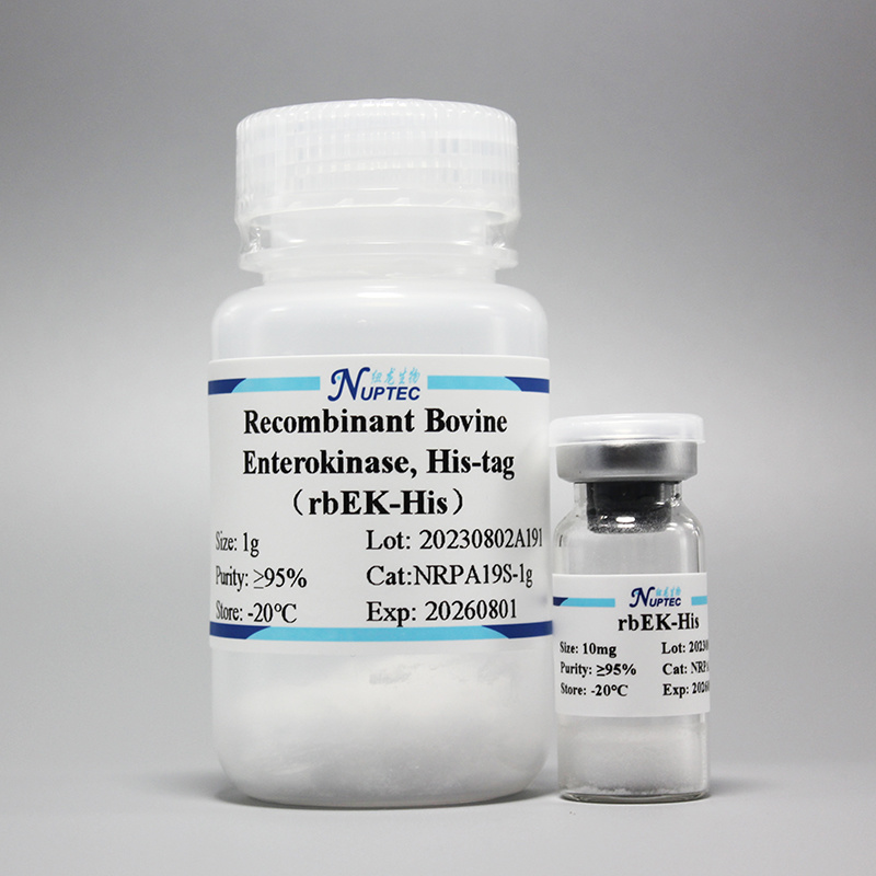 Recombinant Bovine Enterokinase (Histidine Tag)