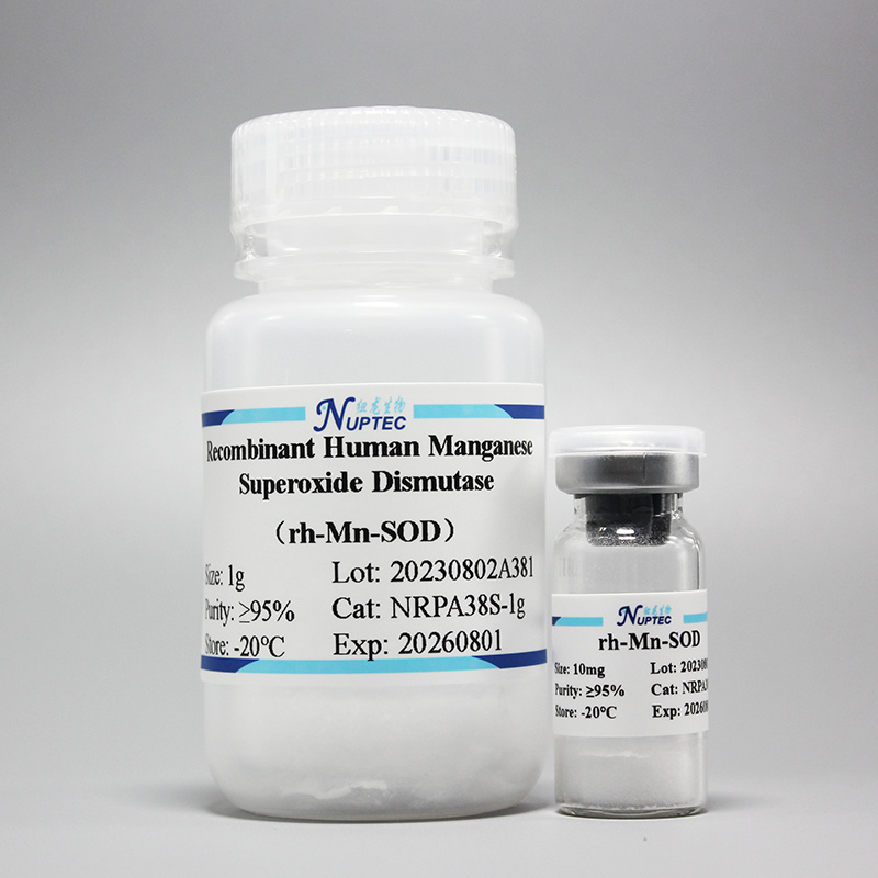 Recombinant Human Manganese Superoxide Dismutase