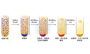 通過實驗室離心機深入了解細(xì)胞