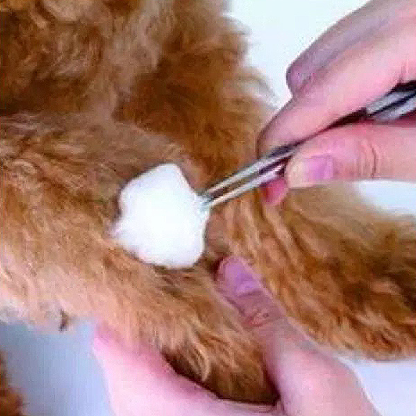 Pet Care Pet Care