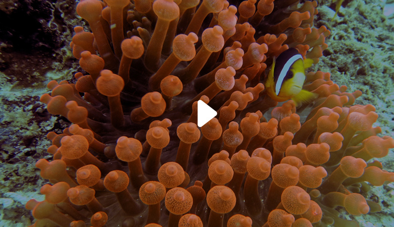 藍(lán)鑰匙海洋生物