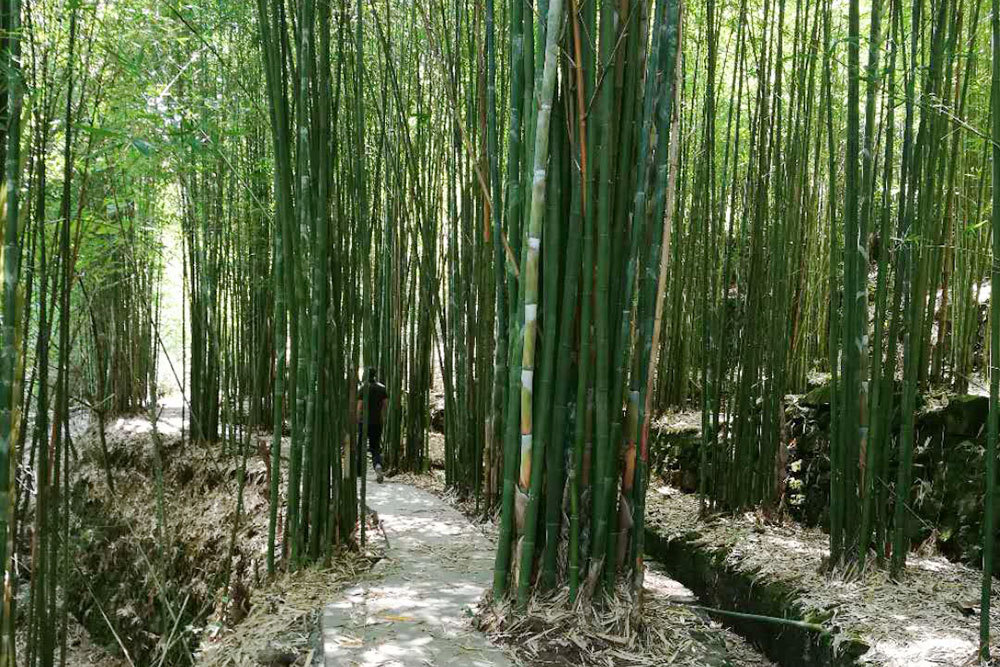 Corner of bamboo woodland