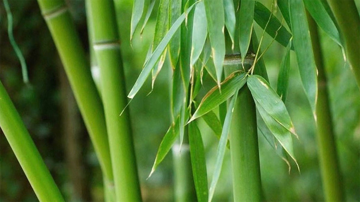 Bamboo scenery, beautiful