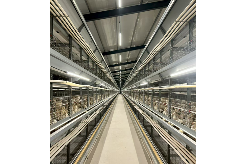 Poultry Rearing Cage