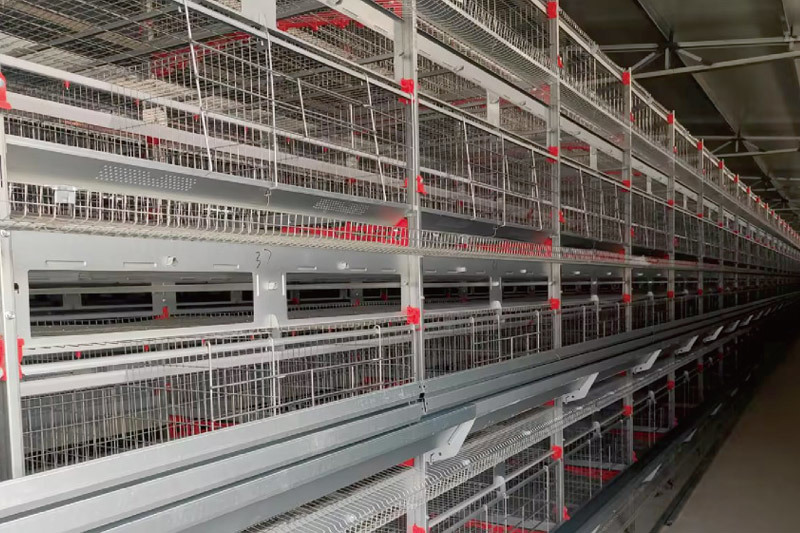 Layer Chicken Cage