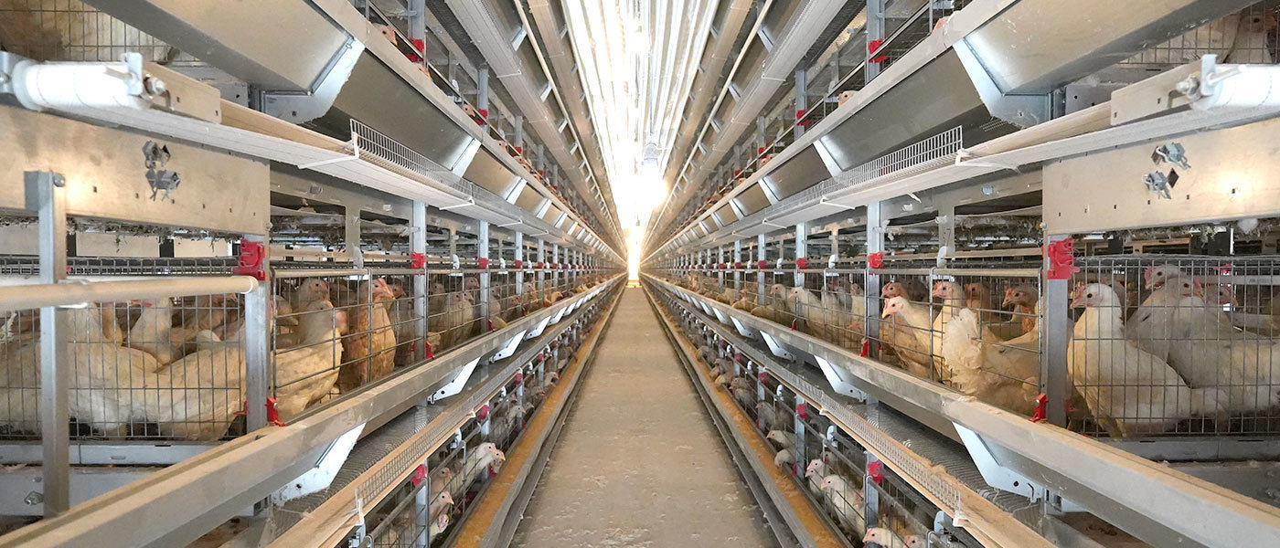 Poultry Cage System
