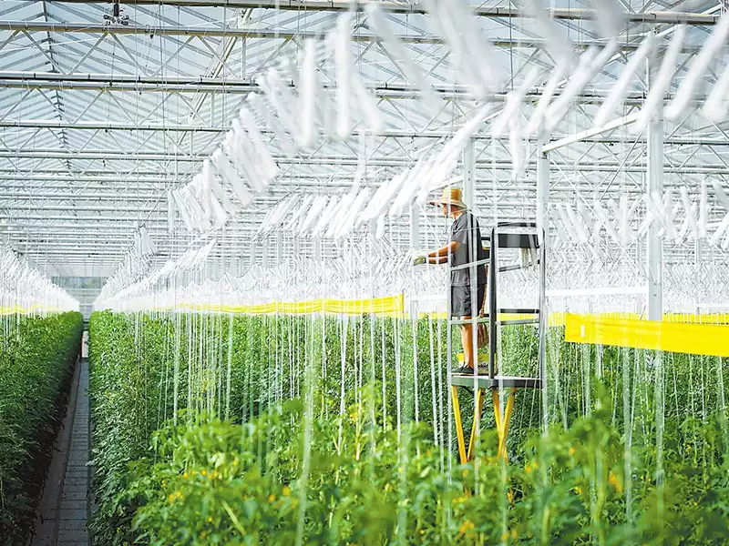 Jisheng Agriculture