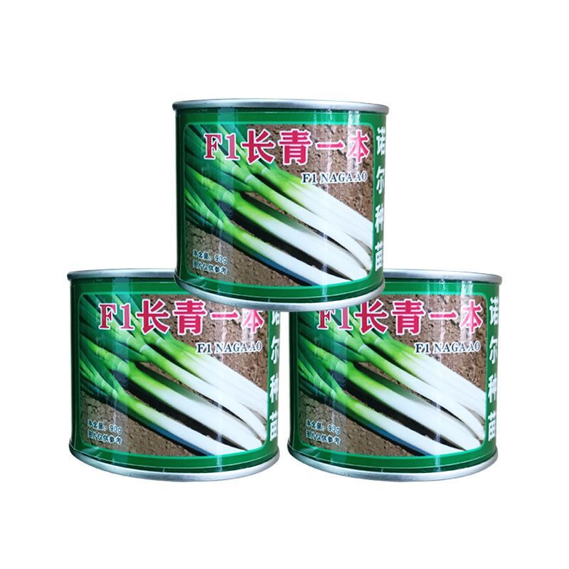 Evergreen a green onion
