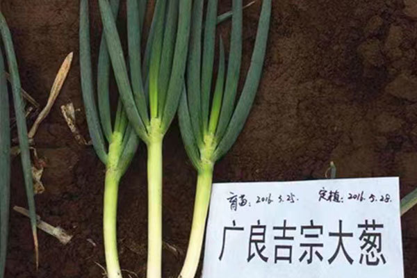 种植大葱要先选好种植地