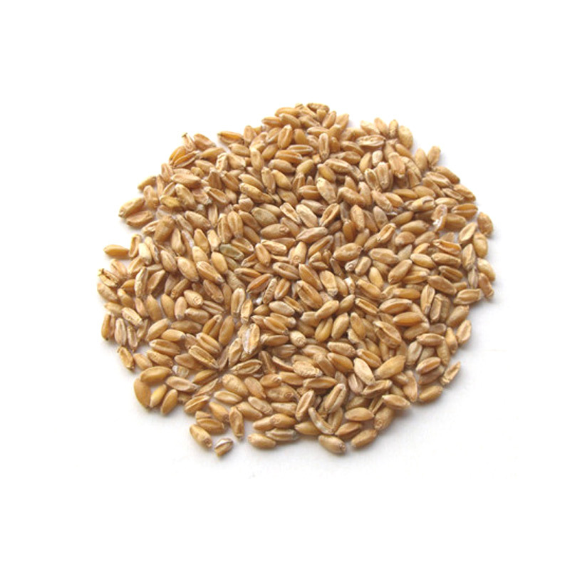 Wheat