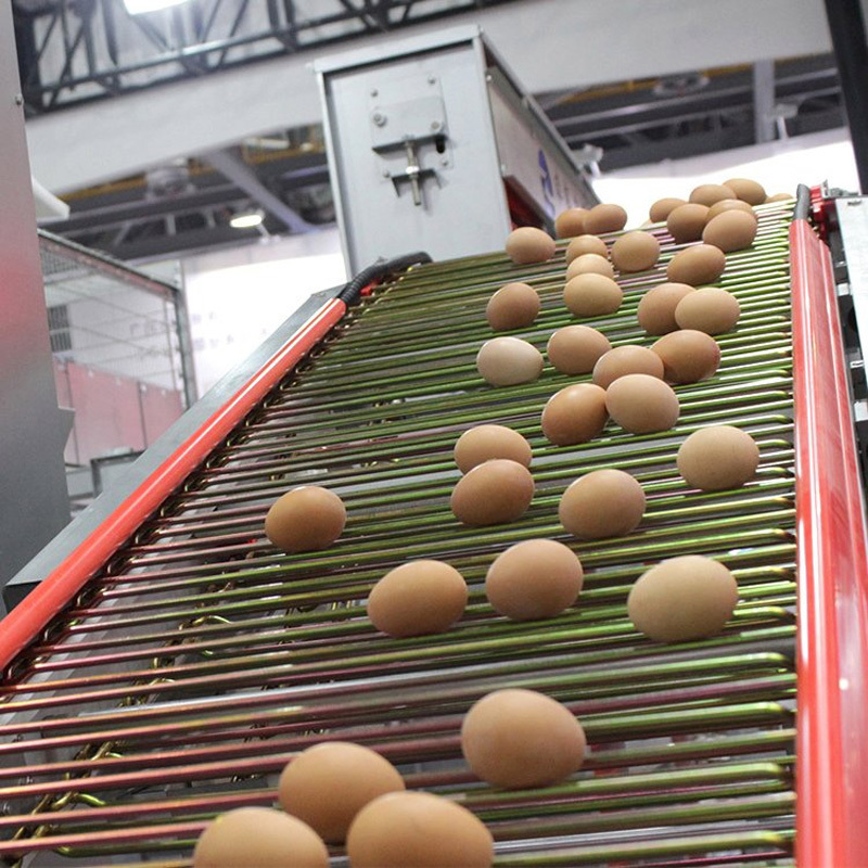Egg collection and packing system