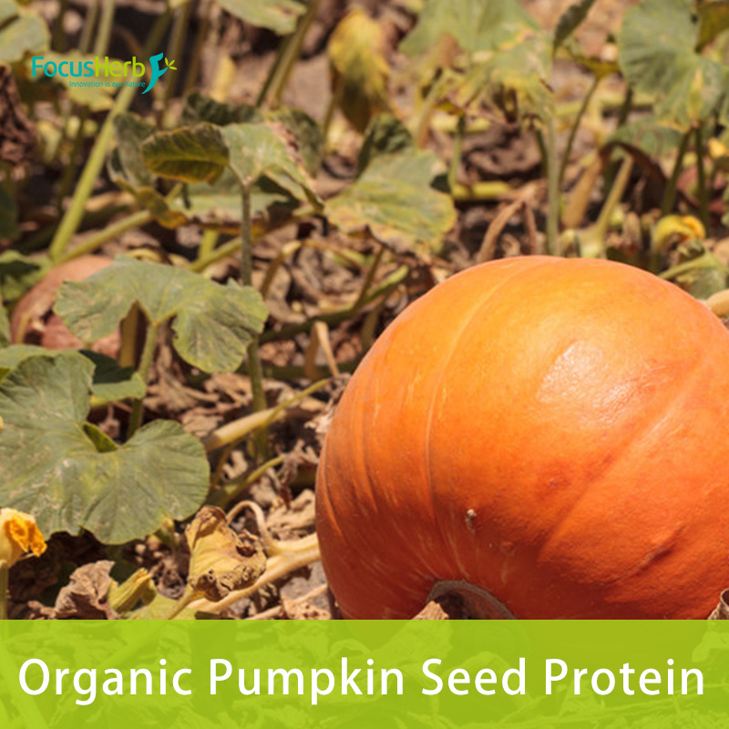 Organic Pumpkin Seed Protein Powder