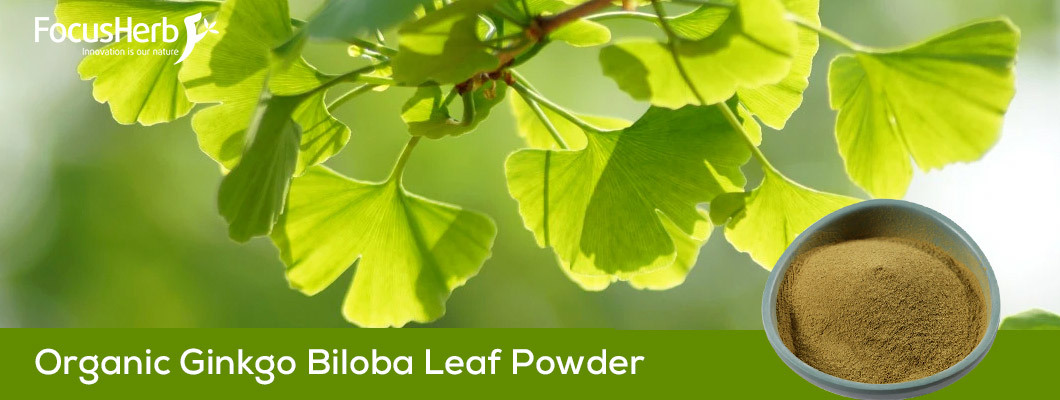 Organic Ginkgo Biloba Leaf Powder