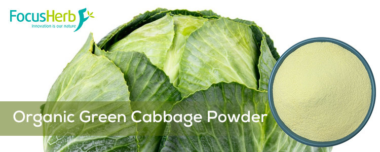 Organic Green Cabbage Powder