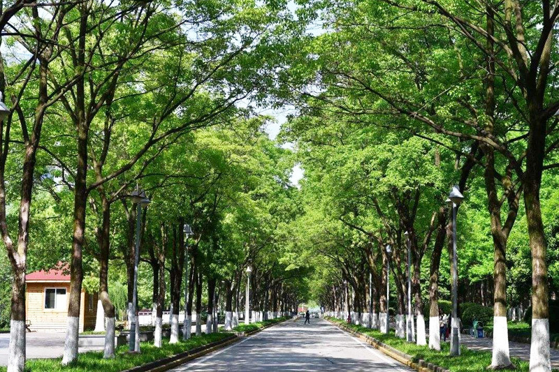 道路綠植