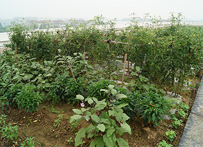 船用玻璃屋頂菜園