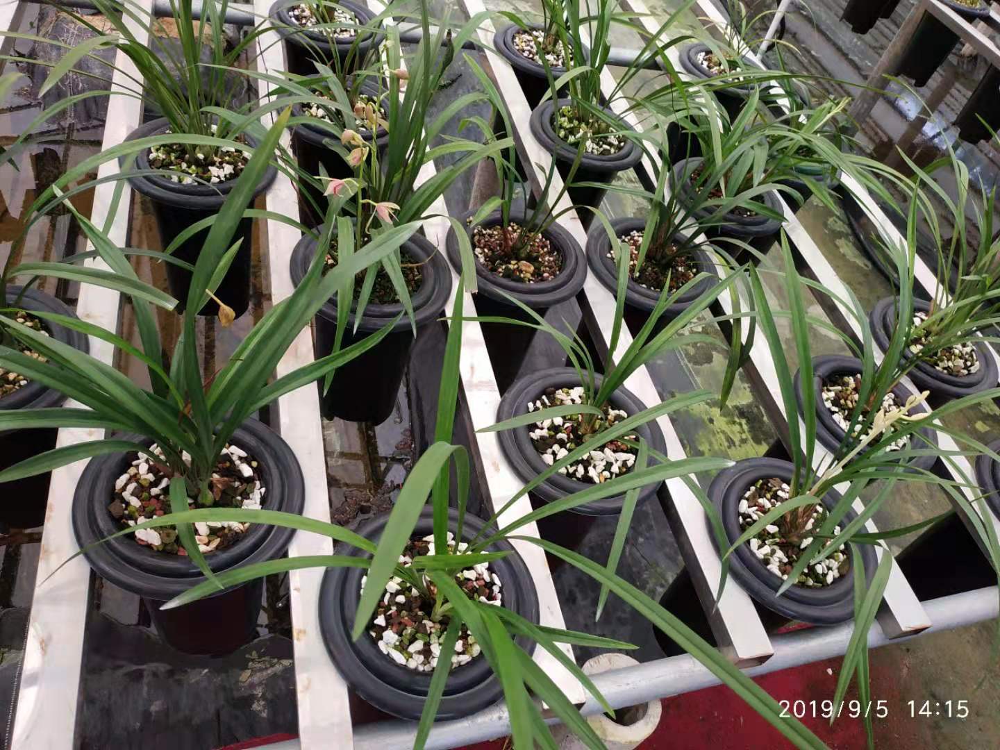 蘭花植料專用玻璃輕石