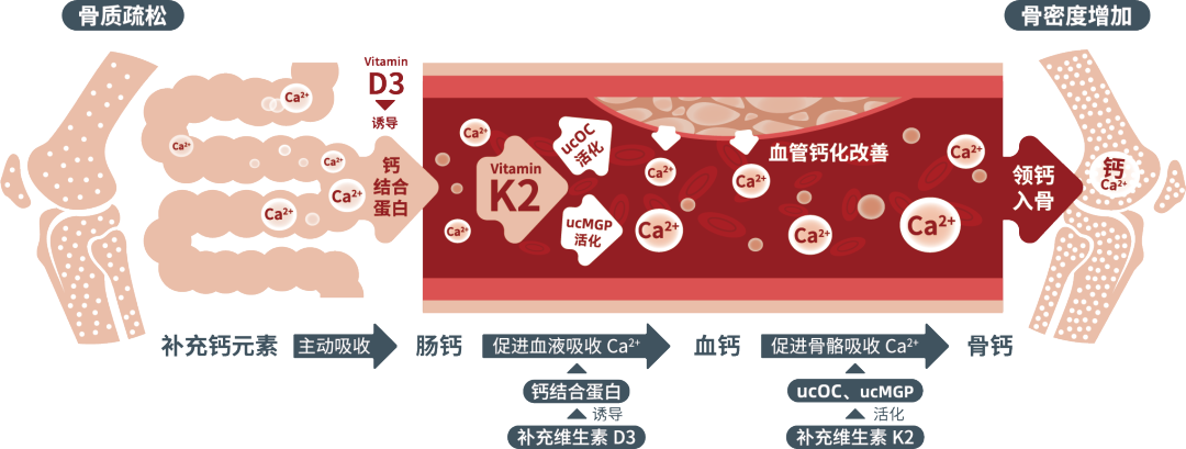 强强联合！LocVita™植物源维生素D3+K2，领钙入骨，补钙到位