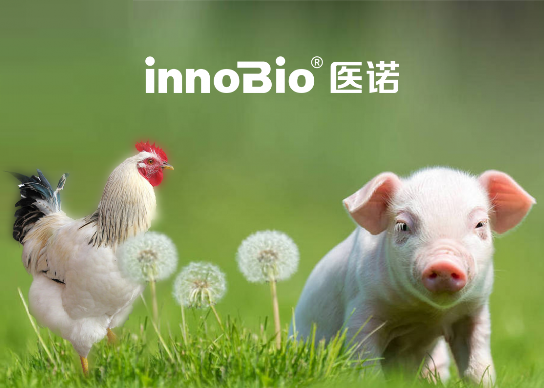 医诺生物进军动物营养新赛道，以L-异亮氨酸产品助力养殖企业降本增效